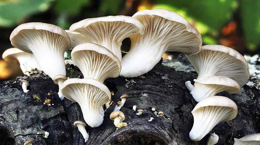 Plastik Bisa Terurai Karena Jamur?